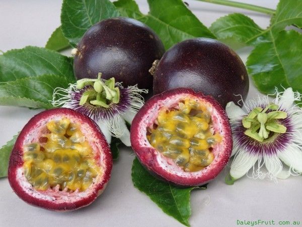 فاكهة زهرة الآلام الباشن فروت و فوائدها الصحية شيب عربية